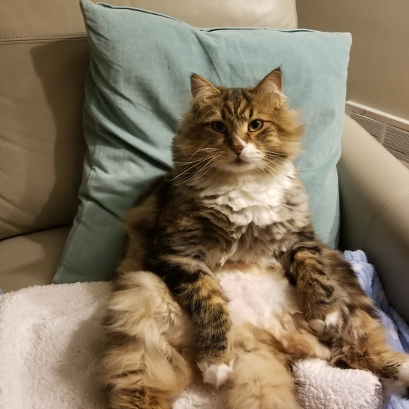 Meet Toffee! - Picture 1 of 8